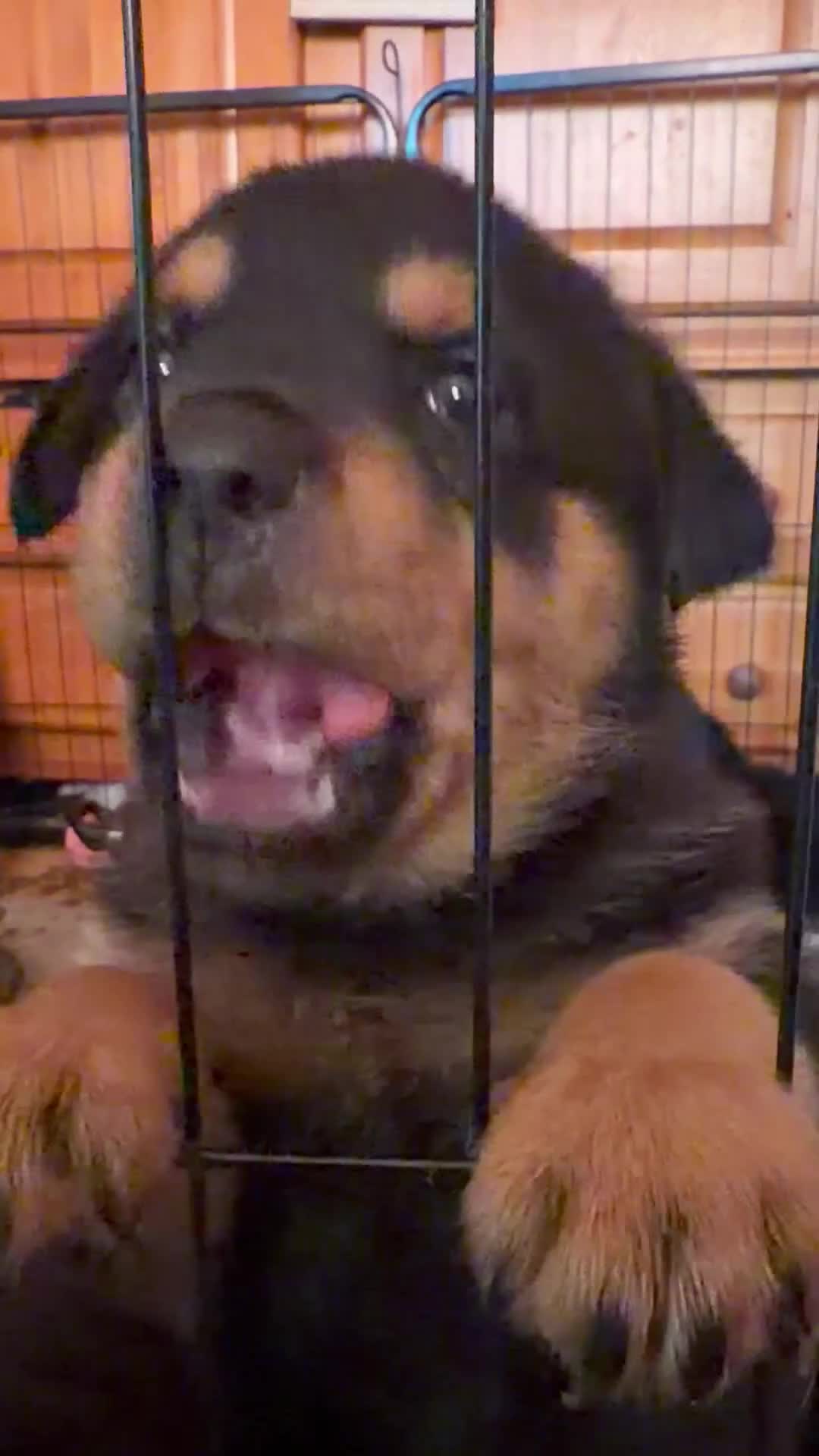 Rottweiler dogs for sale: Beautiful Rottweiler puppies ready in 10 day  - Video 1