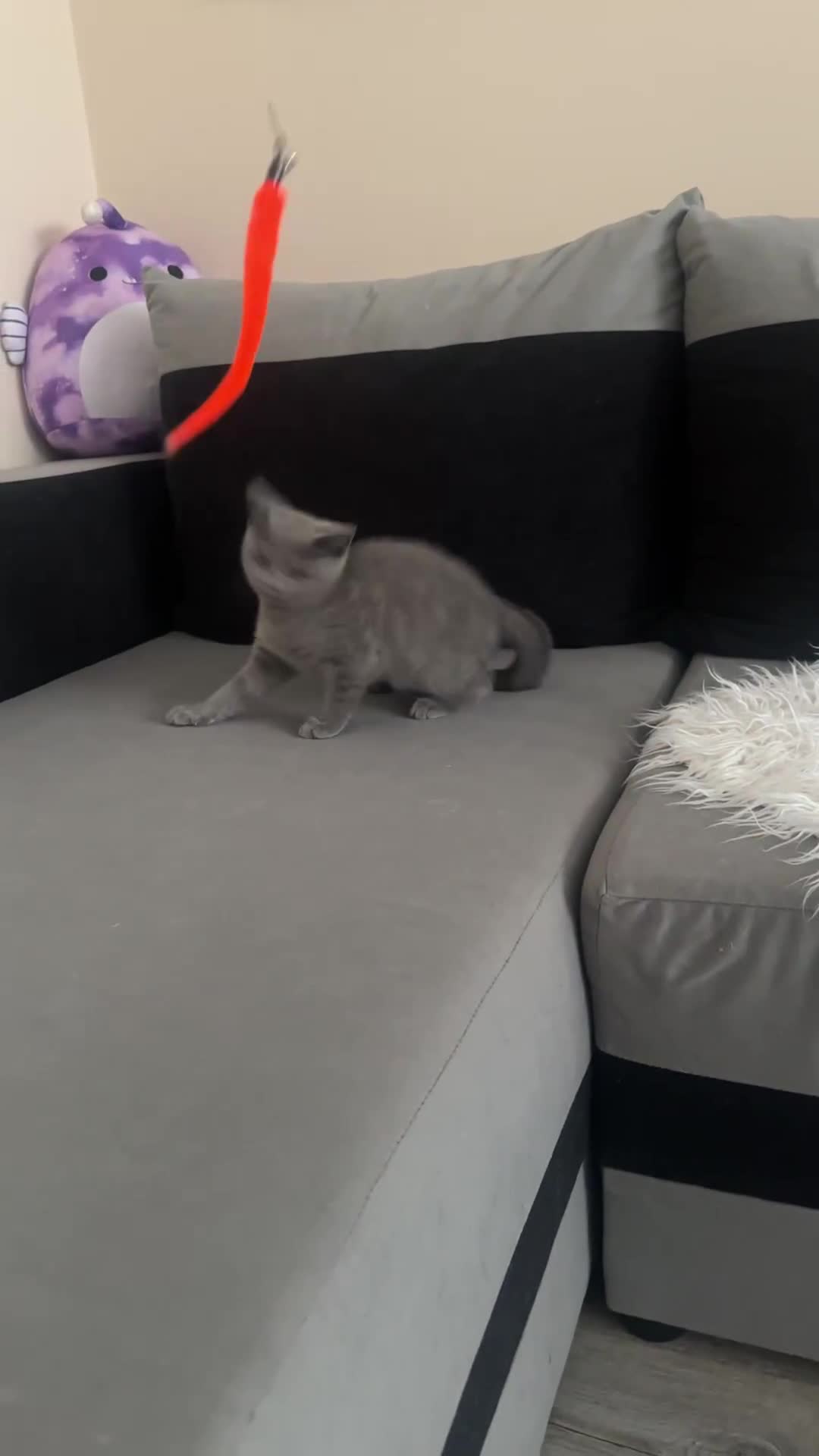 Scottish Fold cats for sale: Loved Sottish kittens to go x2 - Video 1