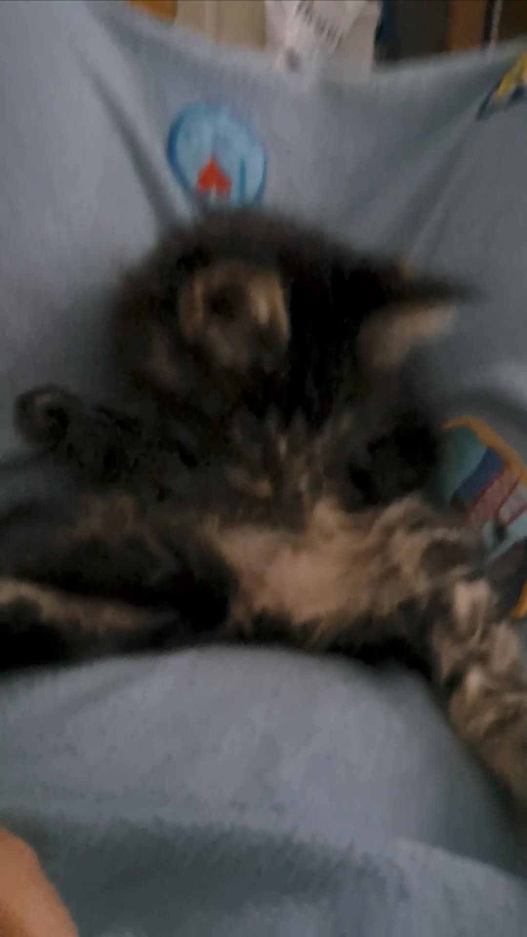 Maine Coon cats for sale: Pedigree mainecoon kittens in Newark - Video 3