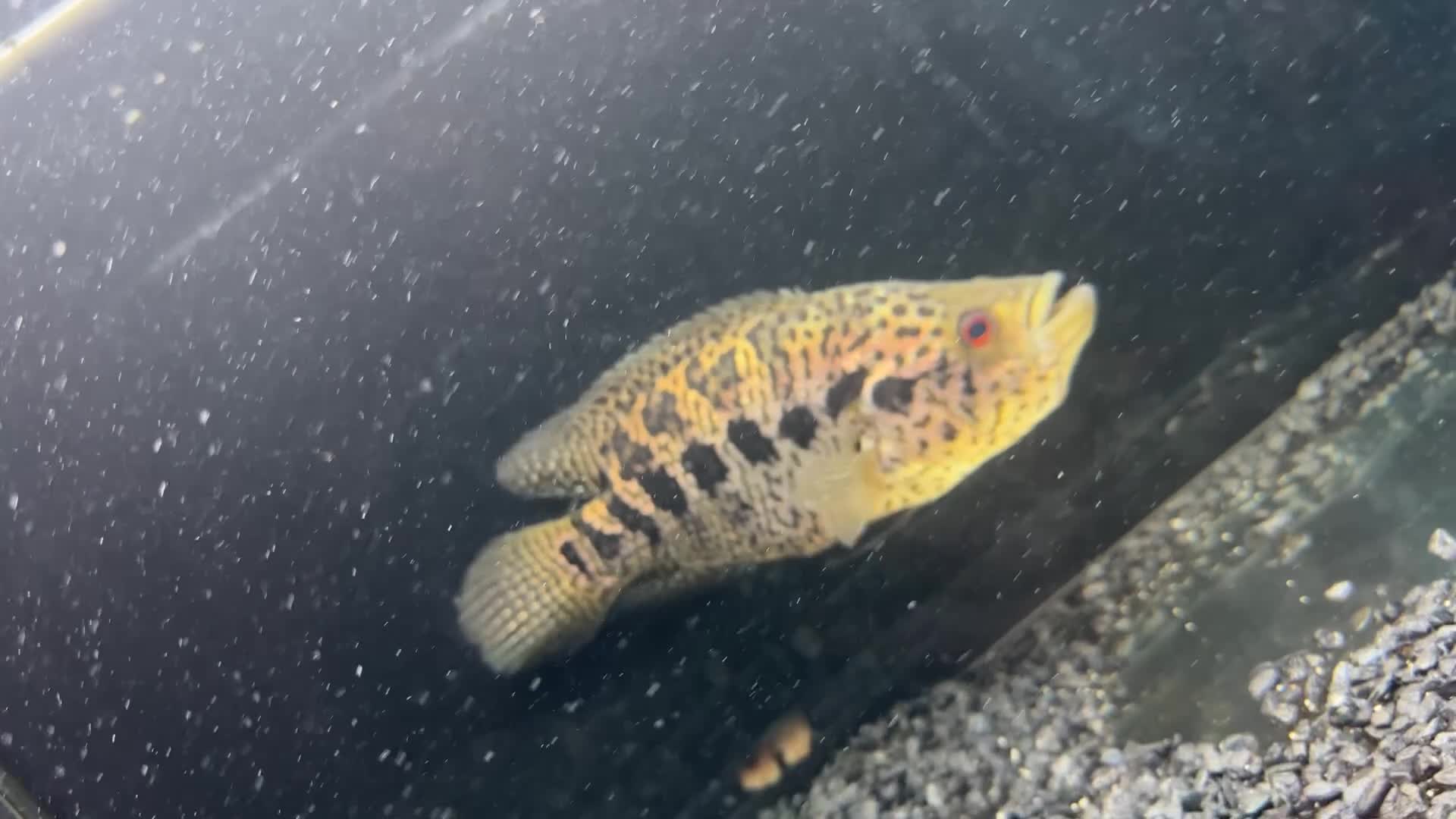 Cichlids fish for sale:  9.5 inch female jaguar cichlid  - Video 1