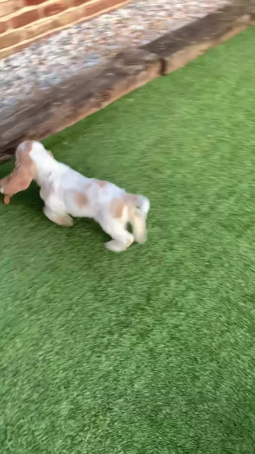 Cocker Spaniel dogs for sale: 5* LICENSED READY KC SHOW H/TESTED PUPPIES  - Video 2