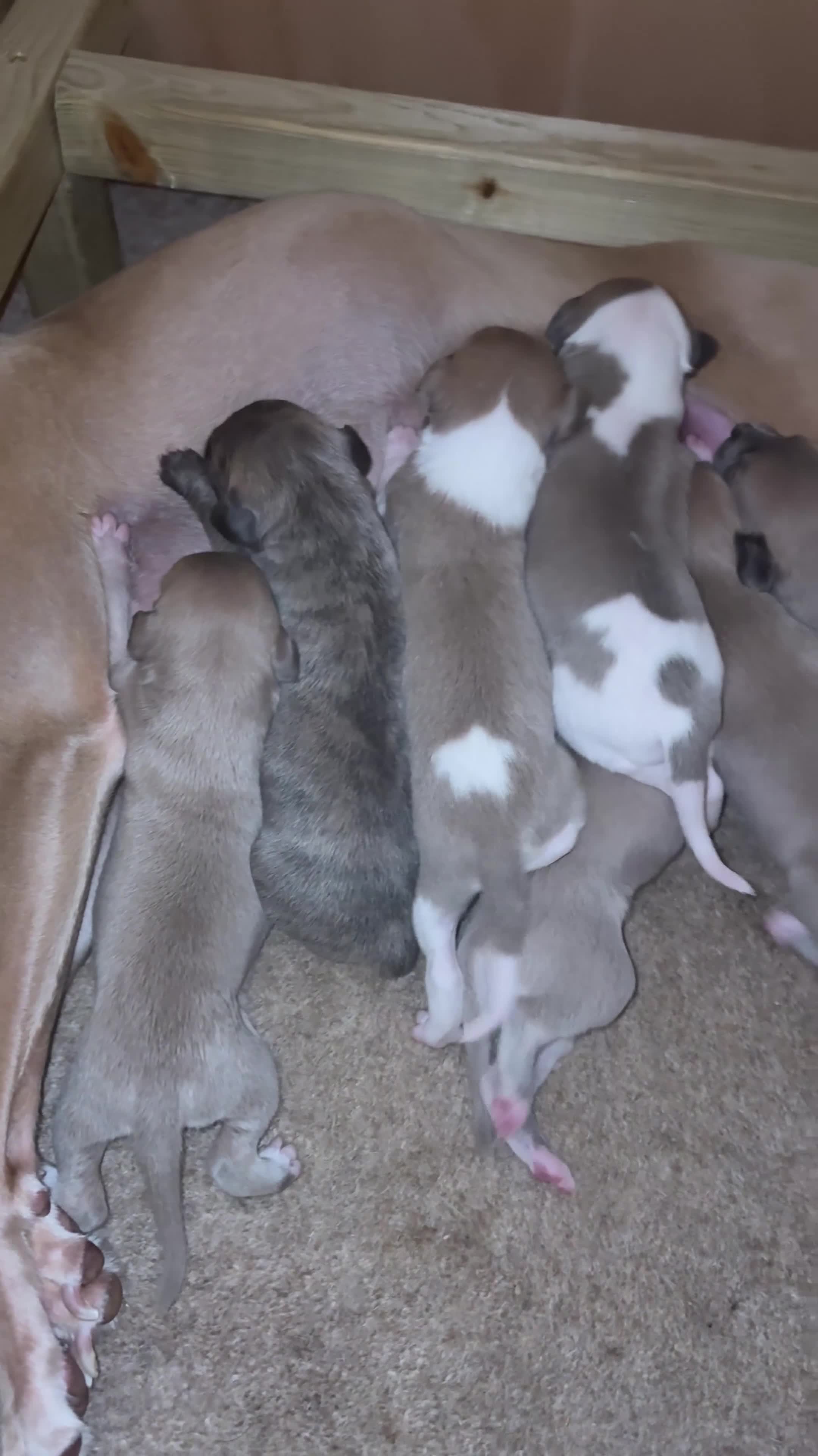Whippet dogs for sale: Kc blue fawn whippet pups  in Redcar - Video 1