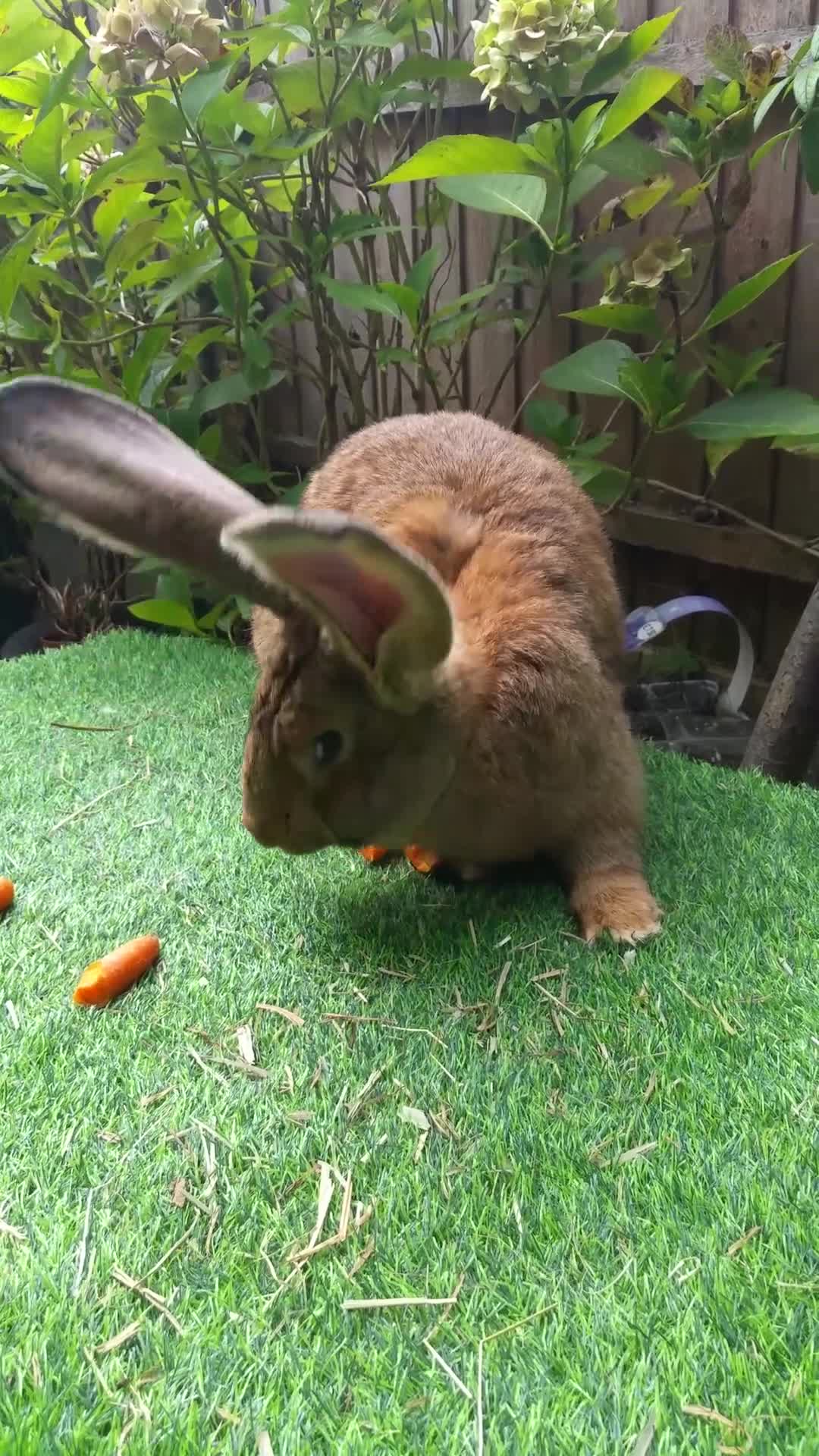 Continental Giant rabbits for sale: Super Stud Bunnies Health checked and Vaccinated  - Video 1