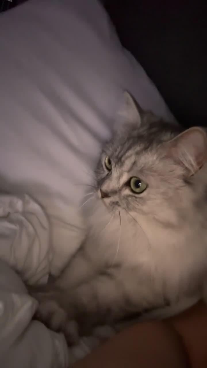 British Longhair cats for sale: British longhair  in Dewsbury - Video 1