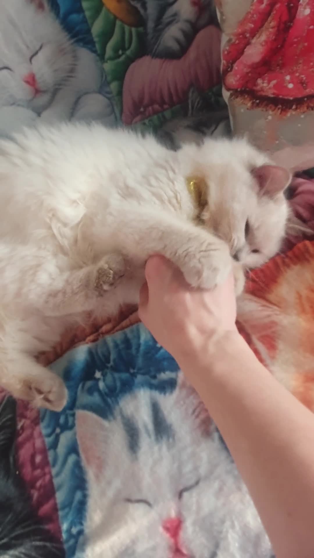 Ragdoll cats for sale: Mink & traditional Ragdolls - Video 3