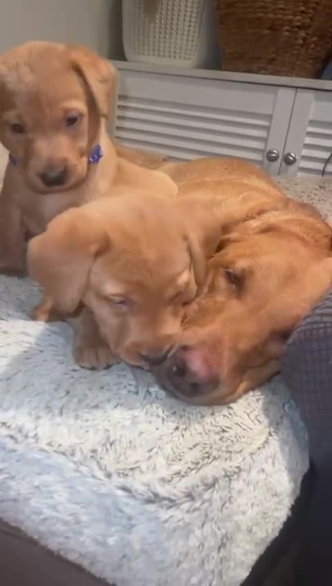 Labrador Retriever dogs for sale: Stunning Fox Red Labrador Puppies For Sale - Video 4