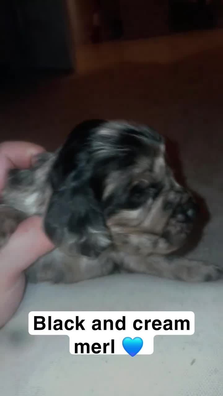 Cocker Spaniel dogs for sale: 8 stunning cocker spaniel puppies - Video 1