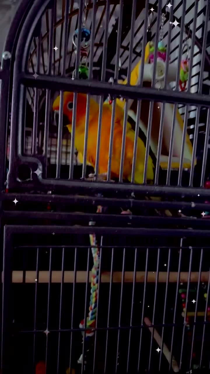 Conures birds for sale: Meeka is around 5 month old  - Video 2