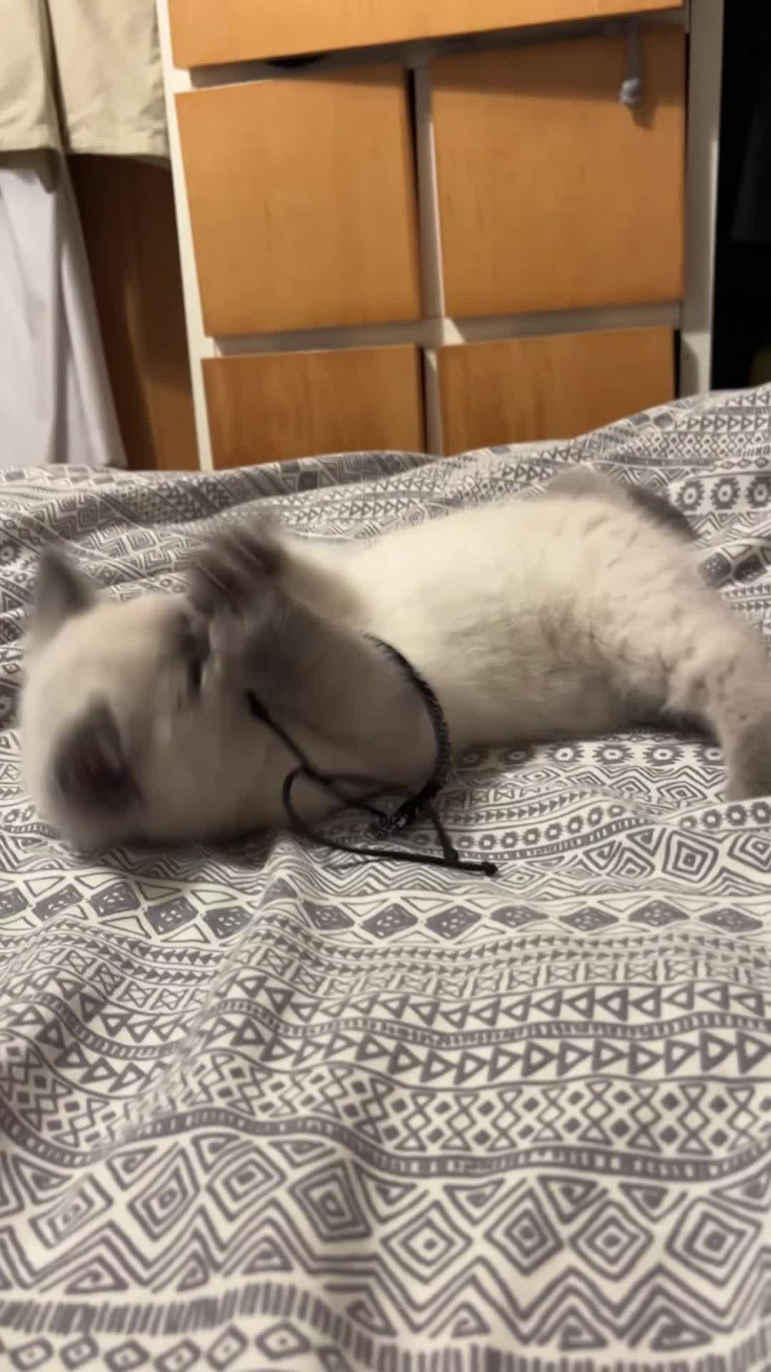 Mixed Breed cats for sale: Rare mix breed Kitten Ragdoll X BSH - Video 1