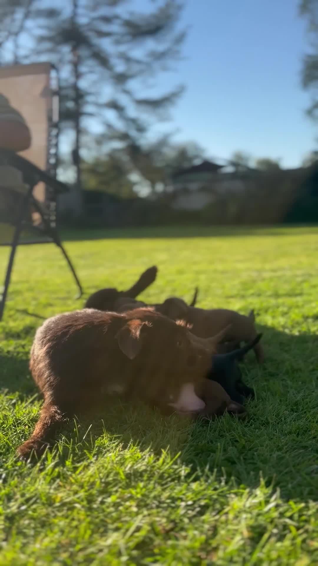 Mixed Breed dogs for sale: Adorable Patterdale X Terrier Puppies in Moreton-in-Marsh - Video 1