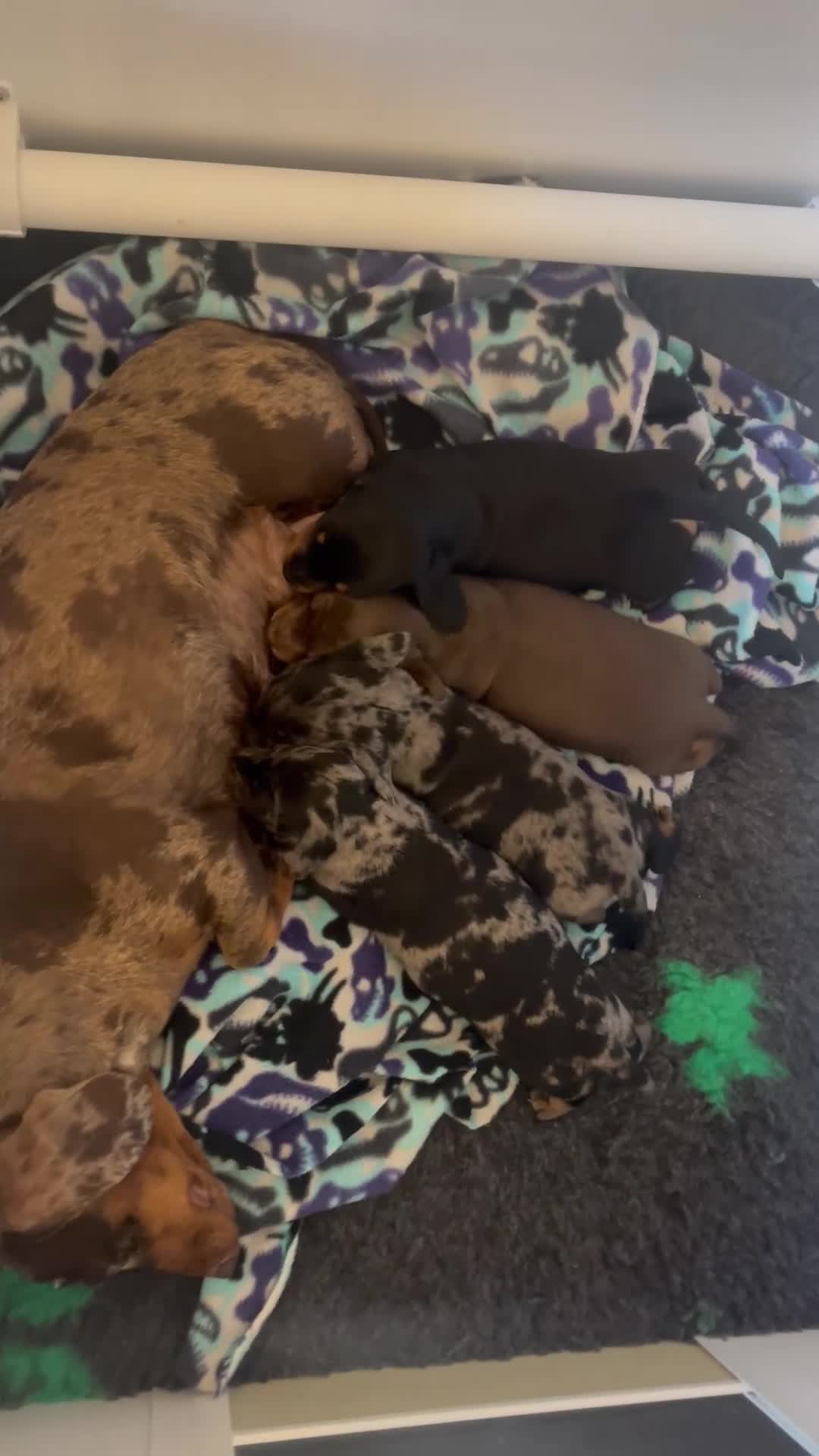 Miniature Dachshund dogs for sale: Miniature Kc registered dachshunds PRA clear  - Video 1