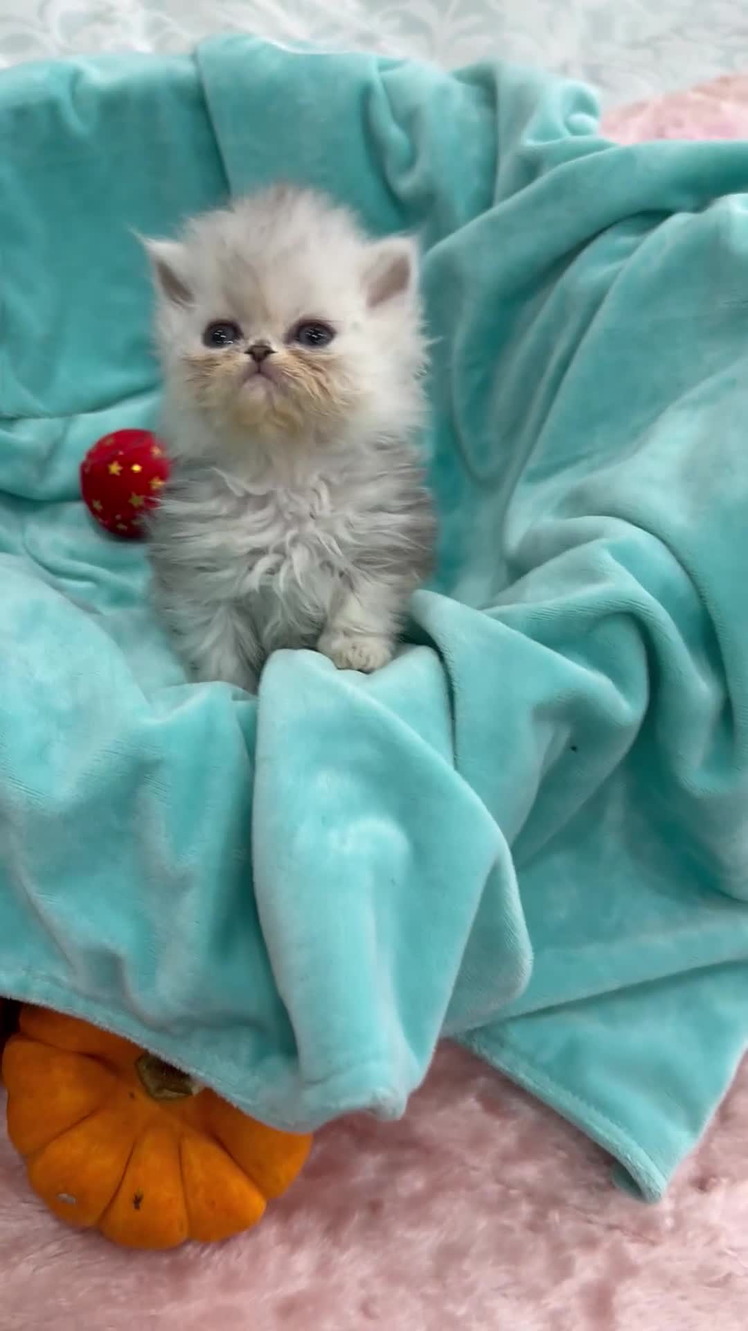 Persian cats for sale: Stunning Long haired chinchilla Persian kittens  - Video 1