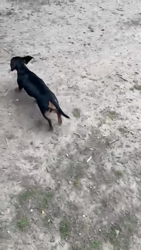 Miniature Dachshund dogs for sale: Miniature Dachshund 18 month Old Girl - Video 3