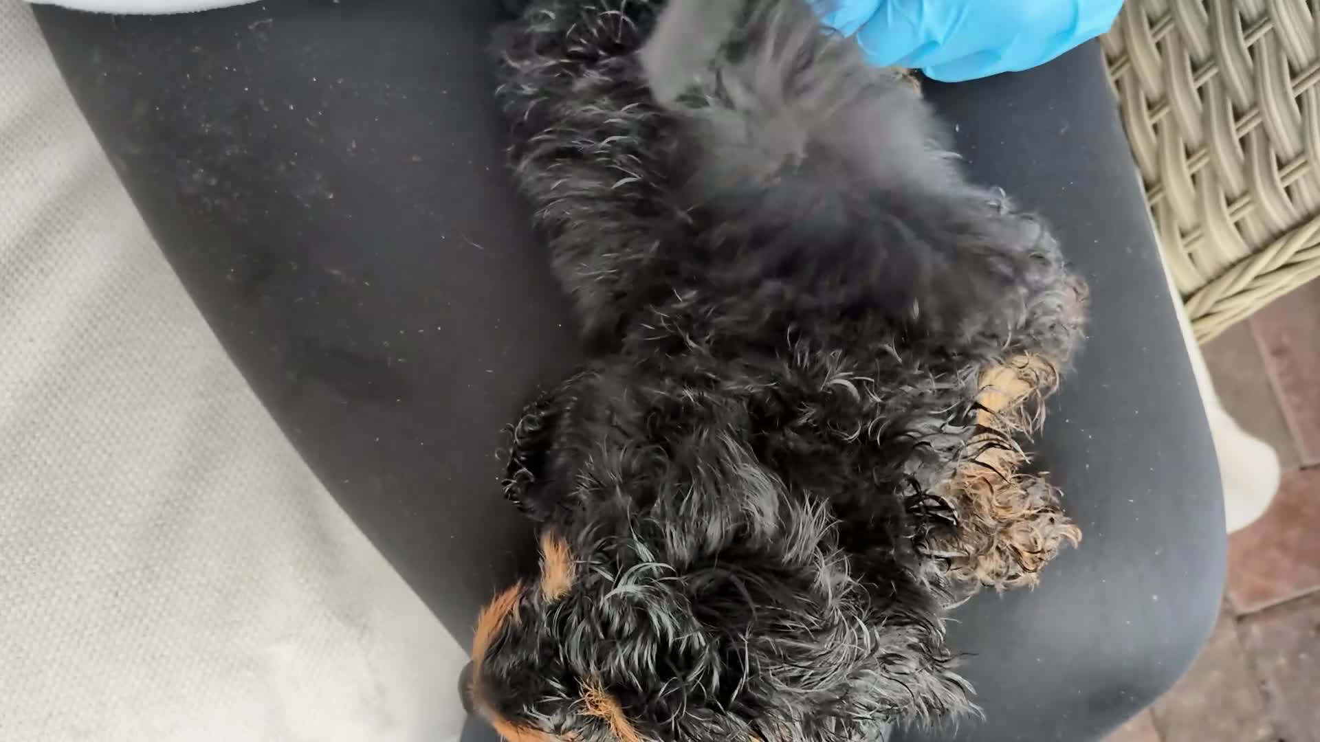Doxiepoo dogs for sale: Adorable PRA clear daxipoos hypoallergenic  - Video 2