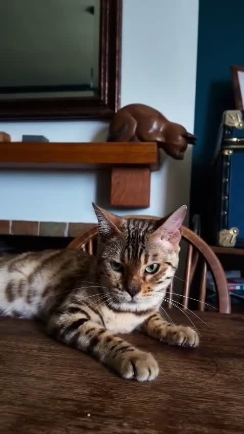Bengal cats for sale: Tica Bengal Queen - Video 1