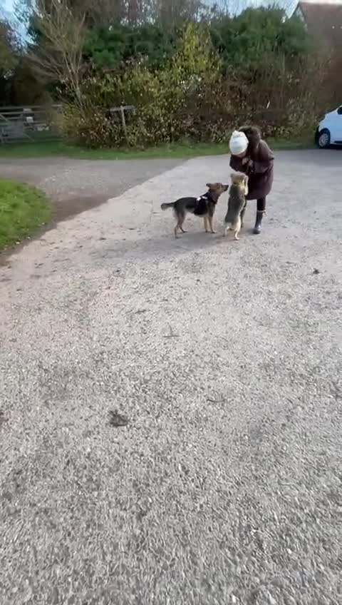 Mixed Breed dogs for adoption: Efa 🐾 would love a doggy sibling - Video 3