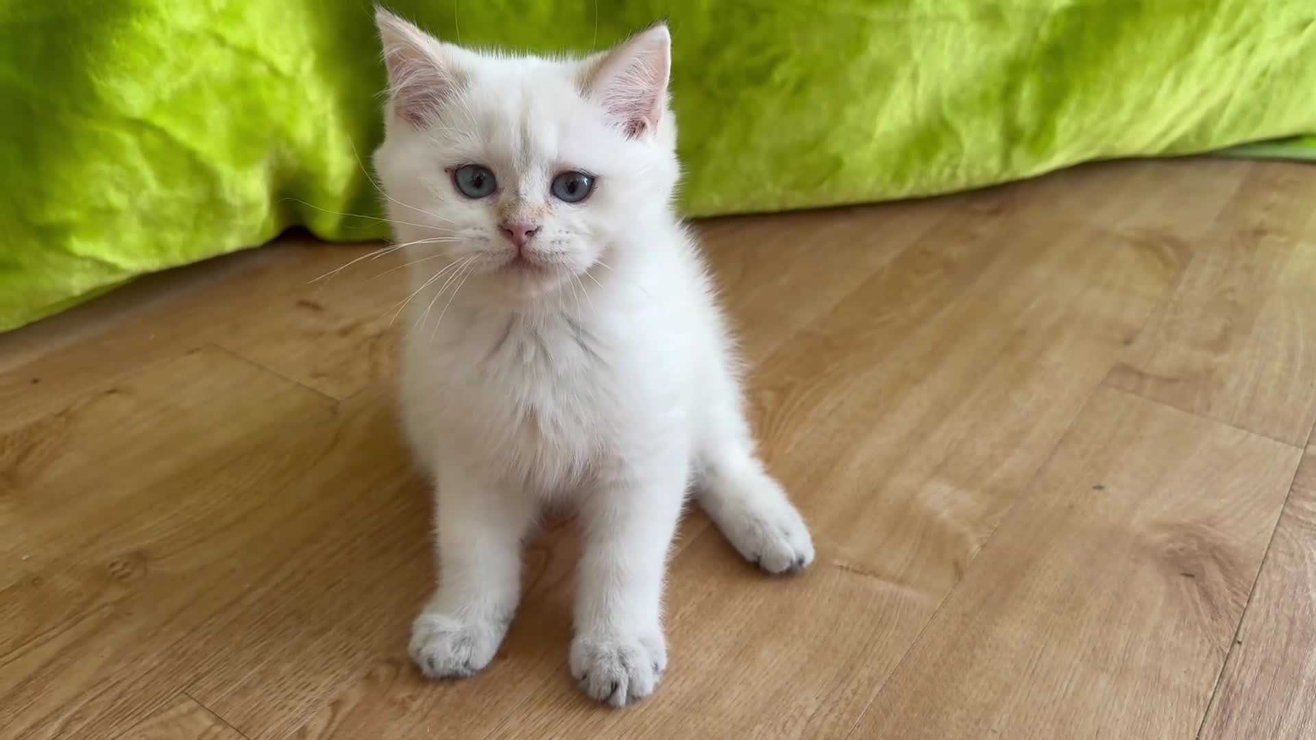 British Longhair cats for sale: Pure Bread British Longhair and Shorthair kittens - Video 1