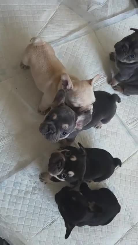 French Bulldog dogs for sale: French bulldog puppies for sale in Harwich - Video 1