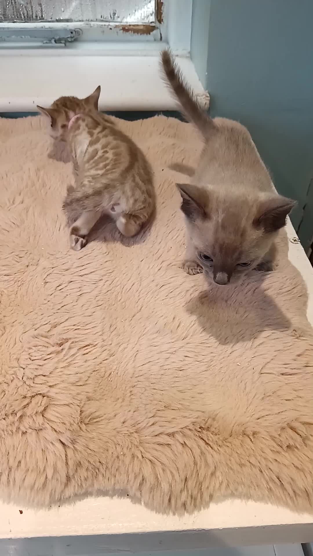 Bengal cats for sale: Tica RG pure bengals - Video 1