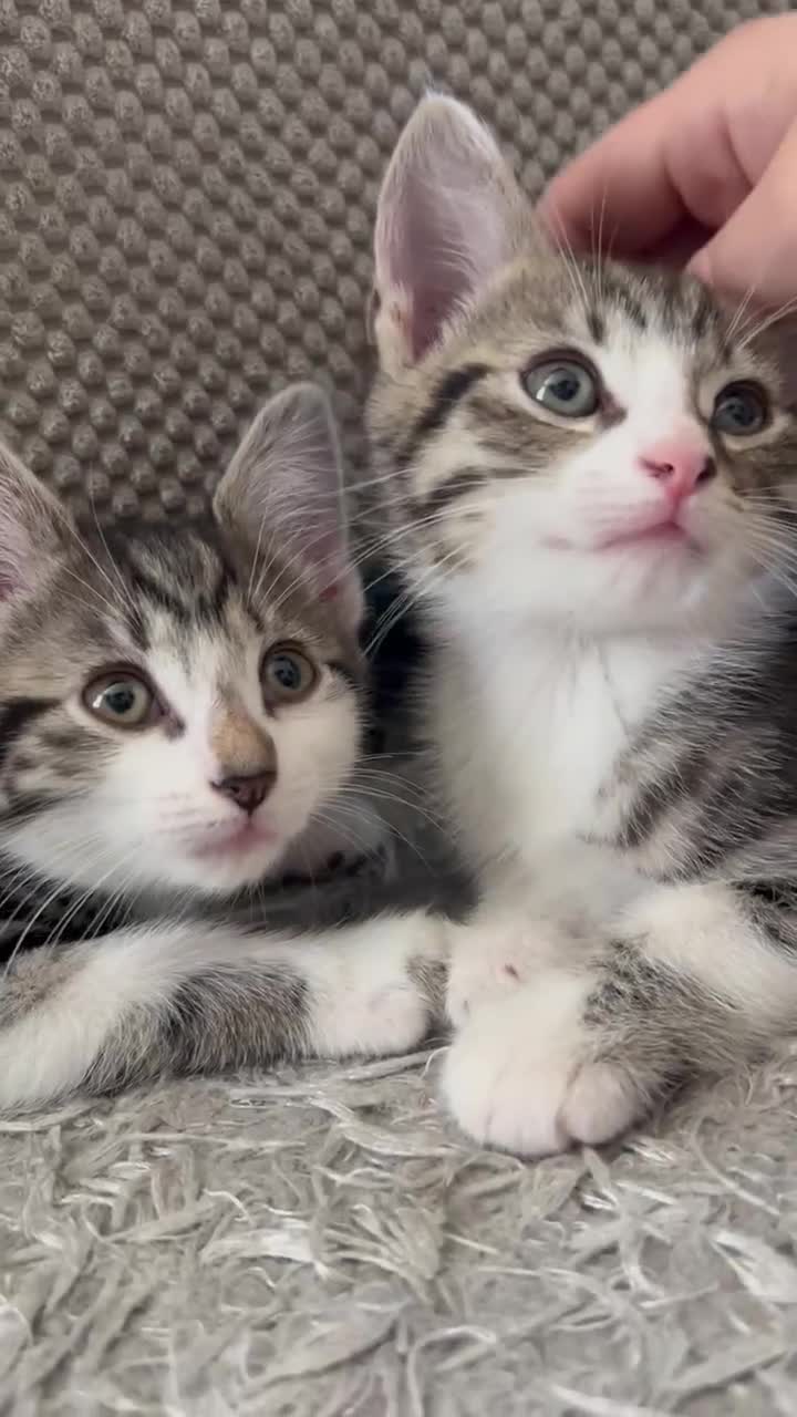 Mixed Breed cats for sale: 3 beautiful tabby kittens remaining 🥹 - Video 1