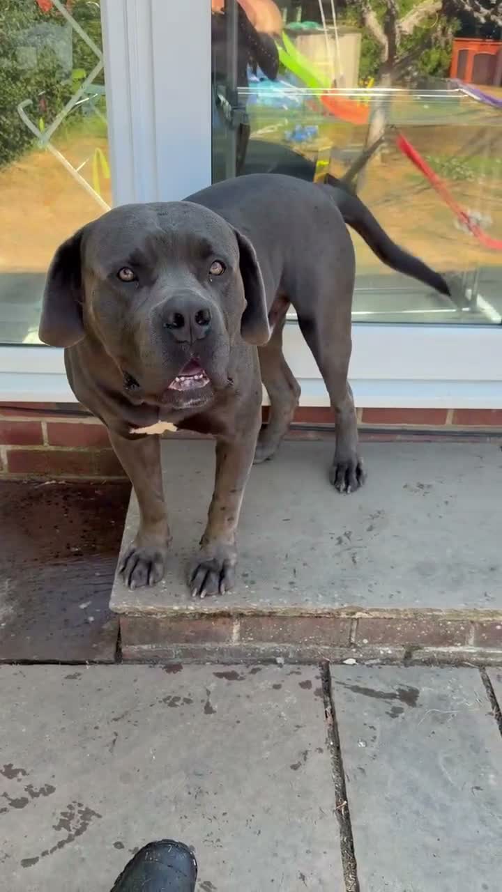 Boerboel dogs for sale: 2 year old Boer boel bull mastiff  in Gravesend - Video 1