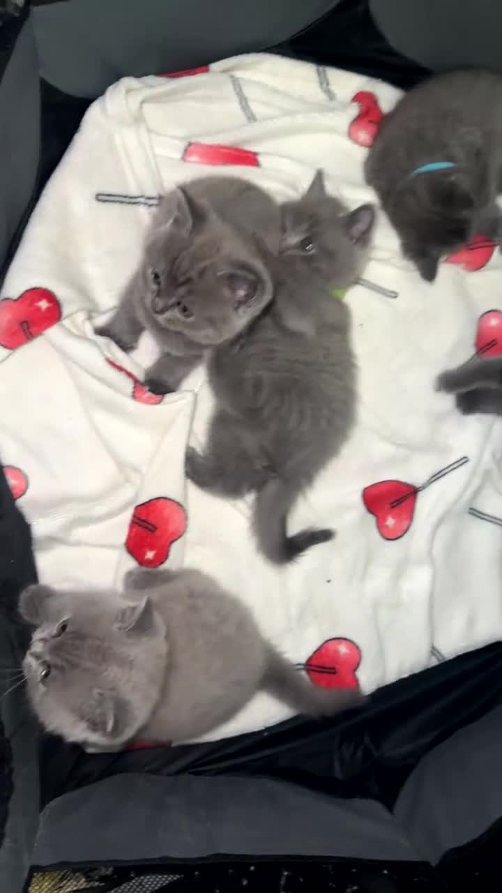 British Shorthair cats for sale: British shorthair X Russian blue viewing welcome  in London - Video 3