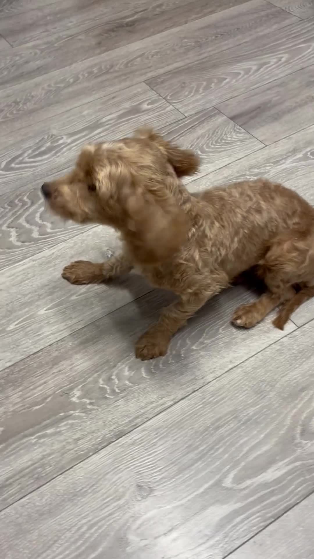 Cockapoo dogs for sale: Connie the cockapoo - Video 5