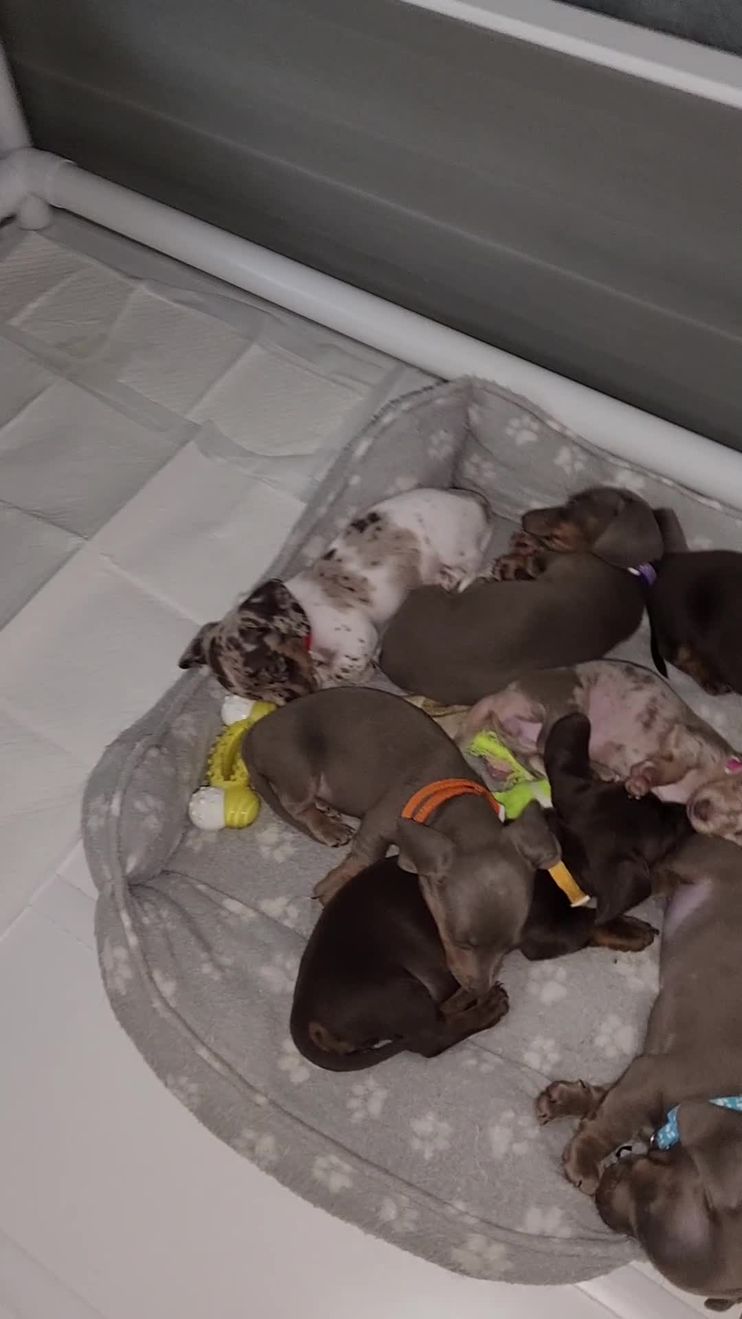 Miniature Dachshund dogs for sale: 🩷1 PETITE BABY LEFT💜READY TODAY HAD BOTH JABS 🩷 in Chorley - Video 2