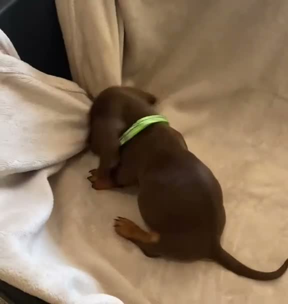 Dachshund dogs for sale: 7 beautiful puppy’s looking for a forever home.  - Video 5