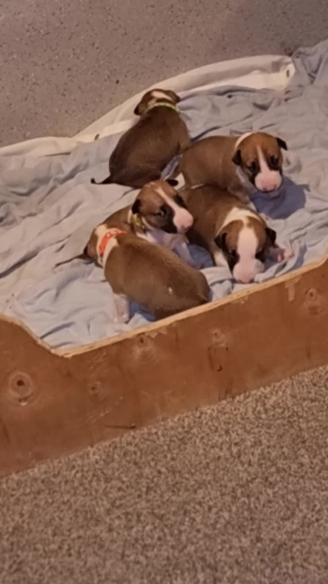 English Bull Terrier dogs for sale: English bull terrier  - Video 2