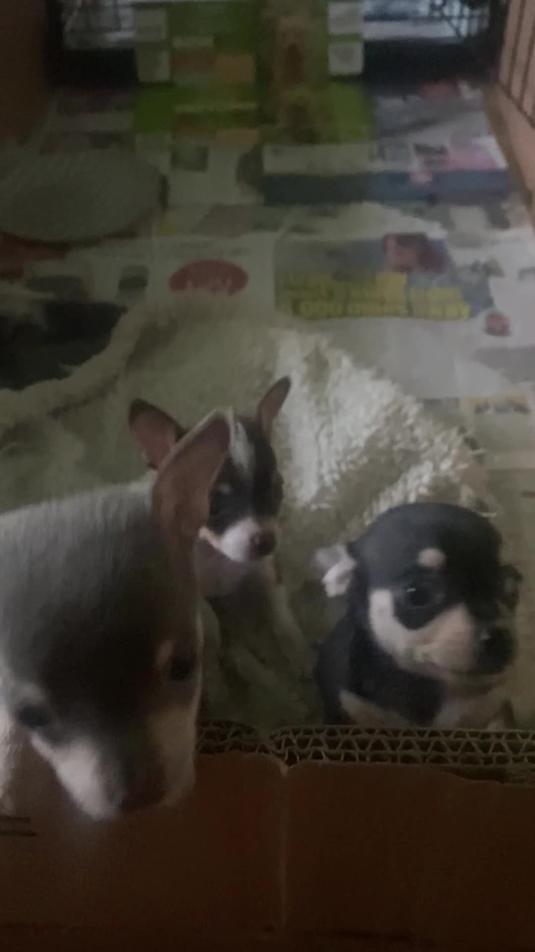 Chihuahua dogs for sale: Small Chihuahua puppies for sale  - Video 1