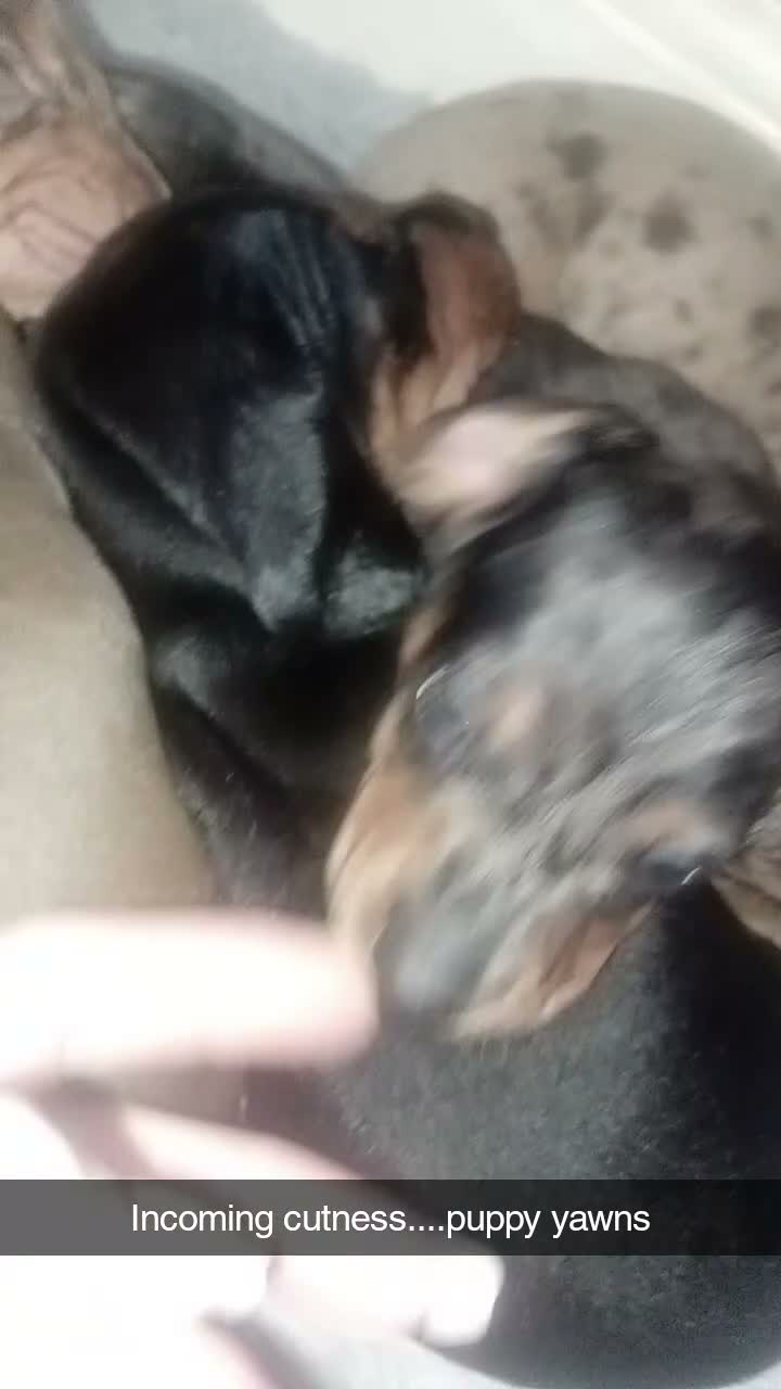 Dachshund dogs for sale: Minature dacshund pups in Northwich - Video 1