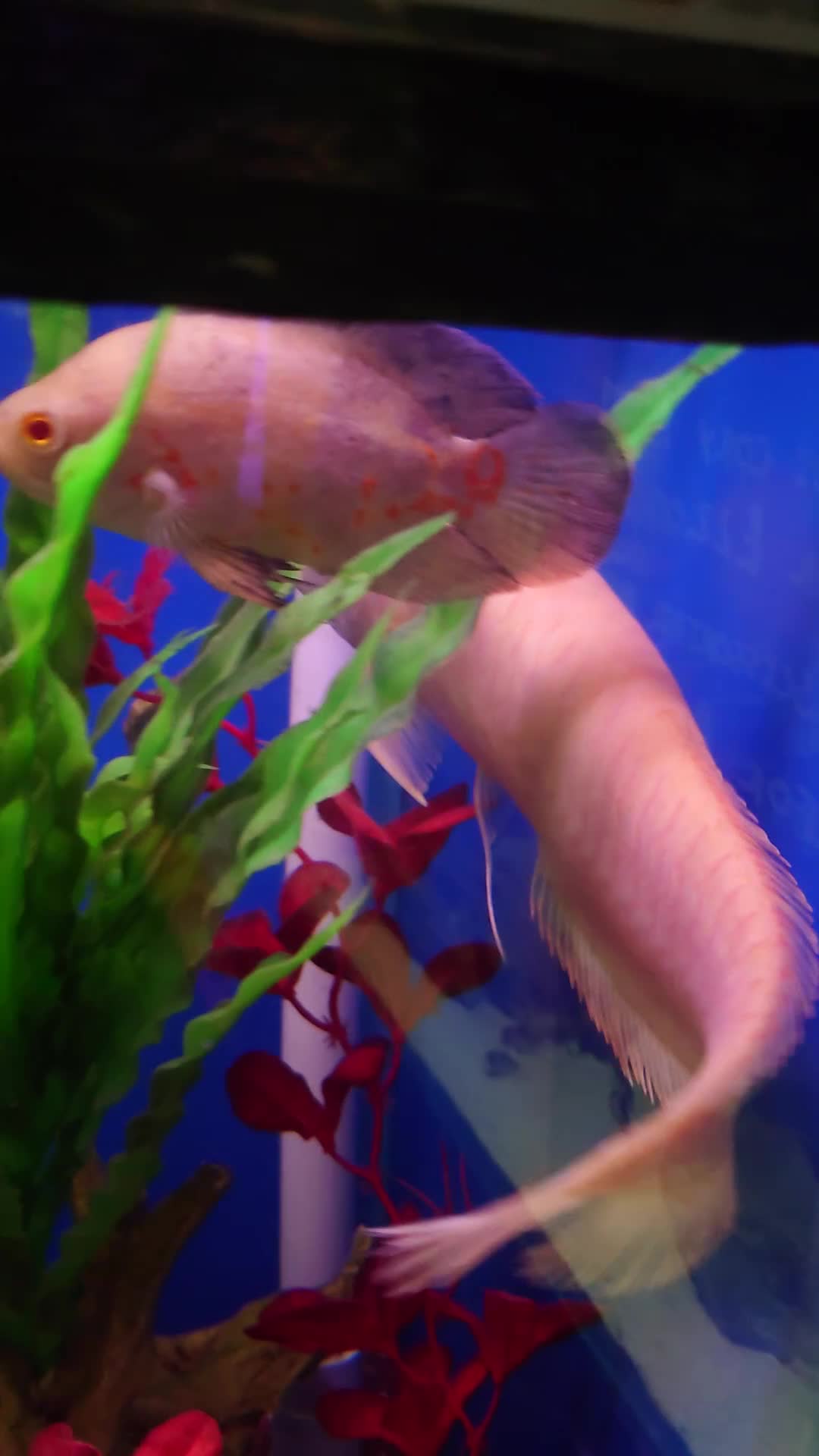 Other/Mixed Breed fish for sale: Full Aquatic Stocklist Manchester Pet's & Aquatics - Video 1