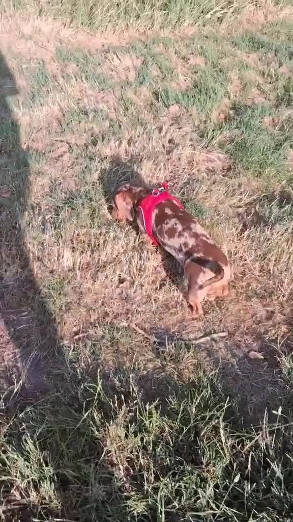 Dachshund dogs for sale: 8 month old male dapple  - Video 1