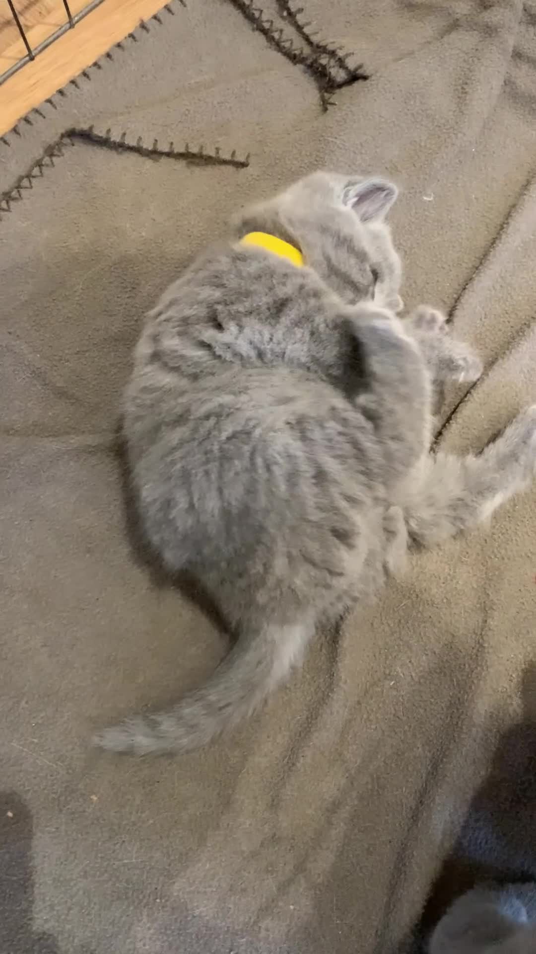 British Shorthair cats for sale: GCCF Pedigree Pure Blue British Shorthair - Video 3