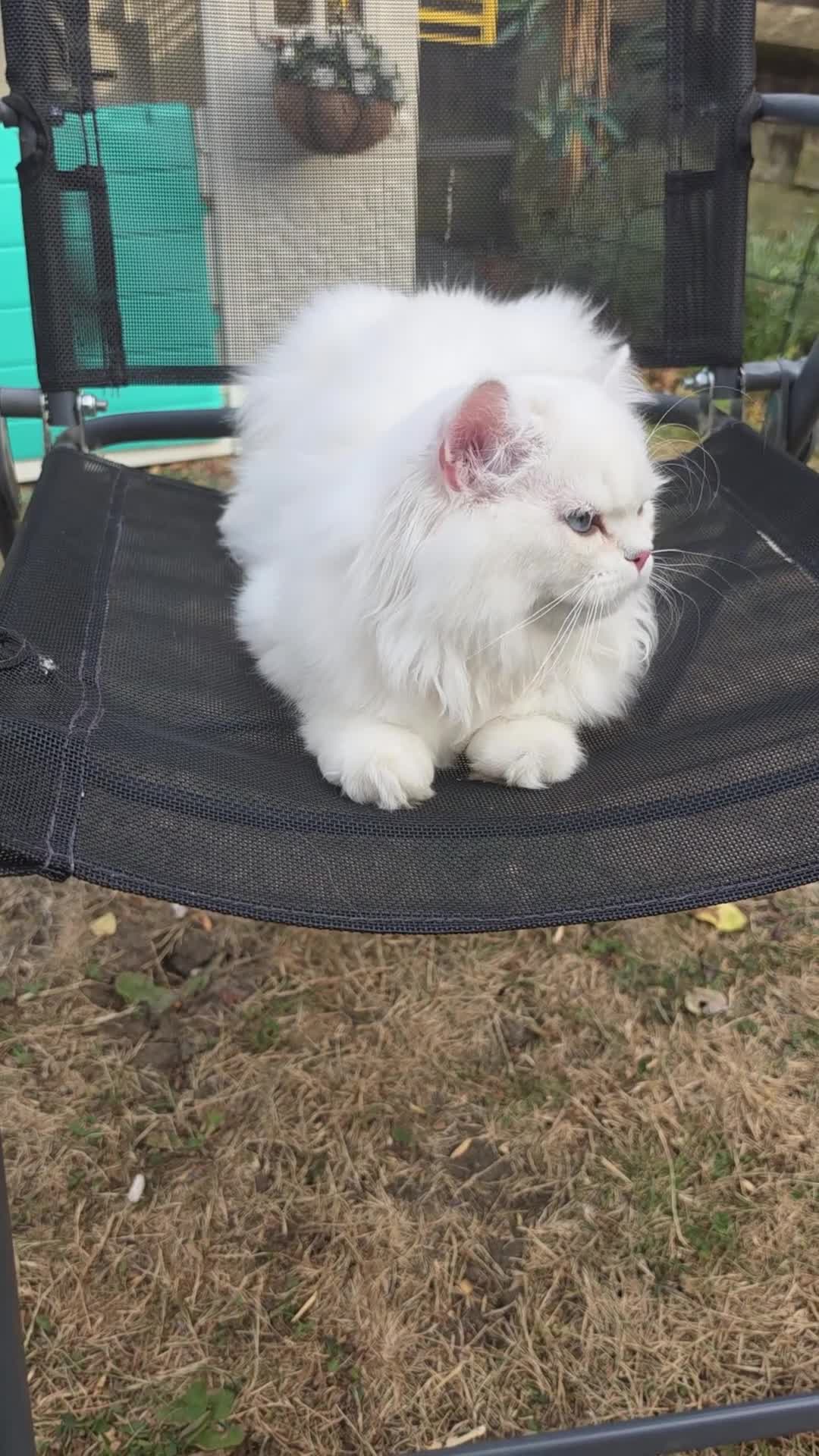 British Longhair cats for sale: British Longhair WCF Champion Kittens ⭐  - Video 1