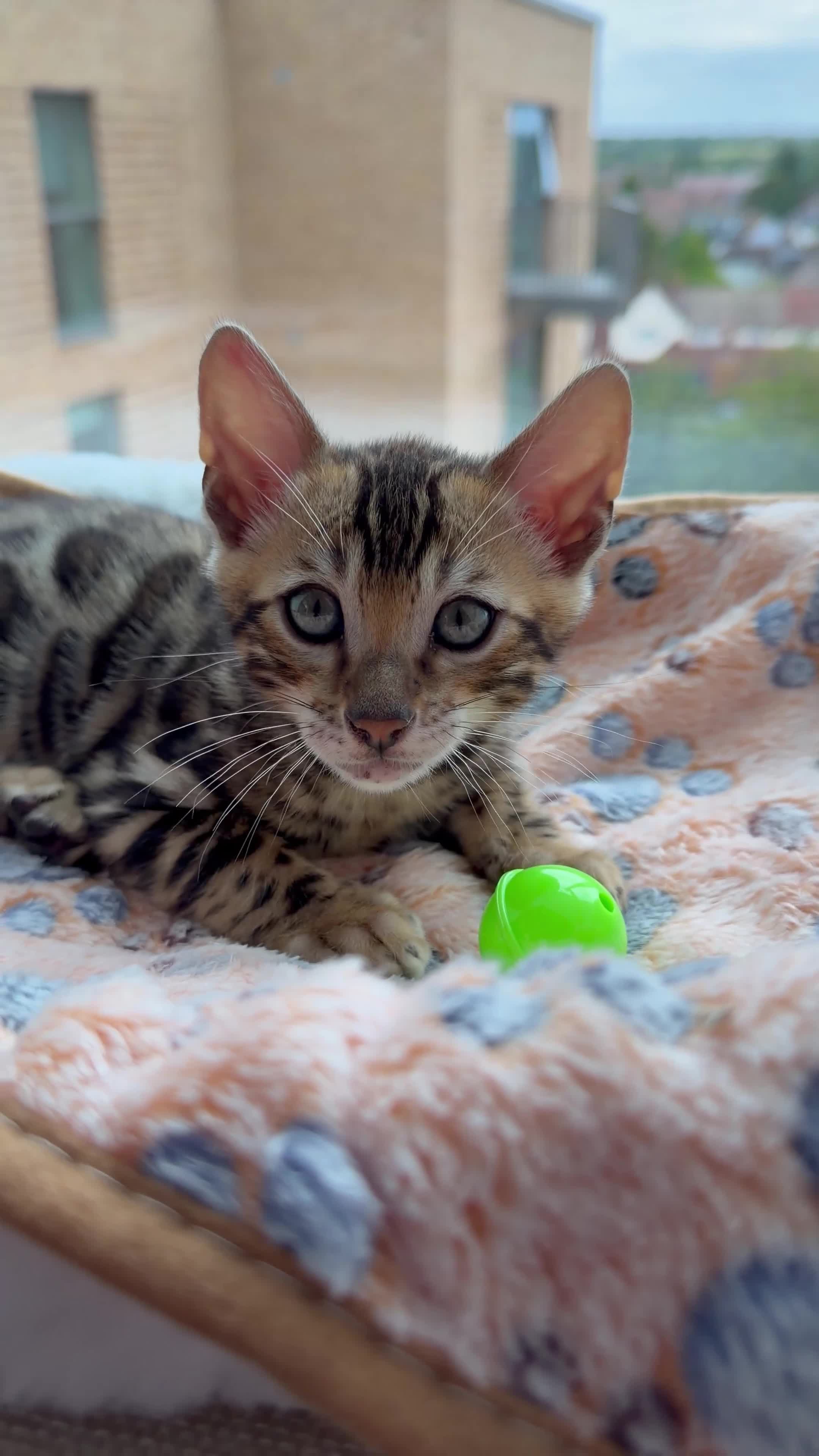Bengal cats for sale: Bengal kitten for resale - Video 1
