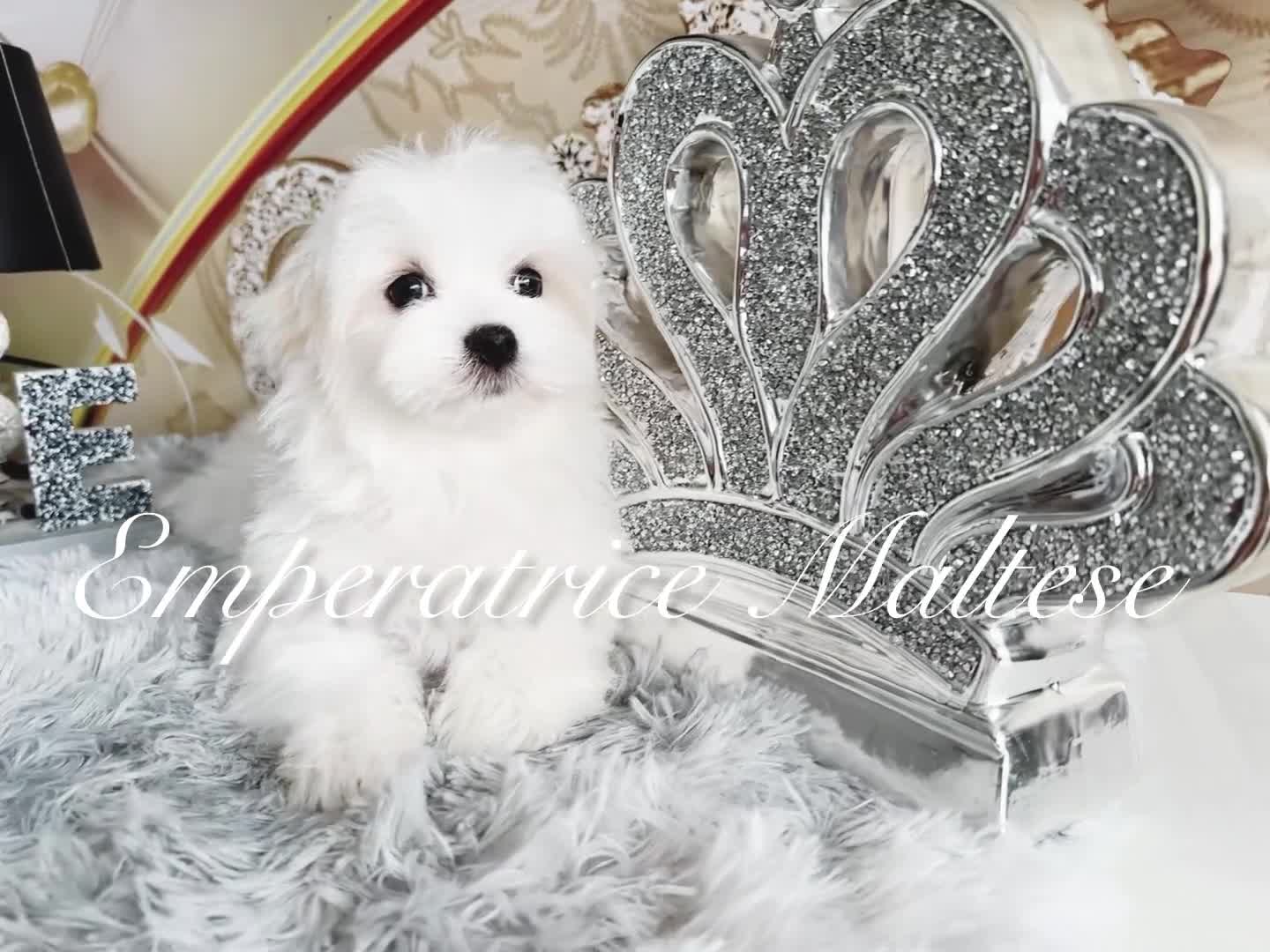 Maltese dogs for sale: KC Reg Korean type- Maltese Puppies by Emperatrice - Video 1