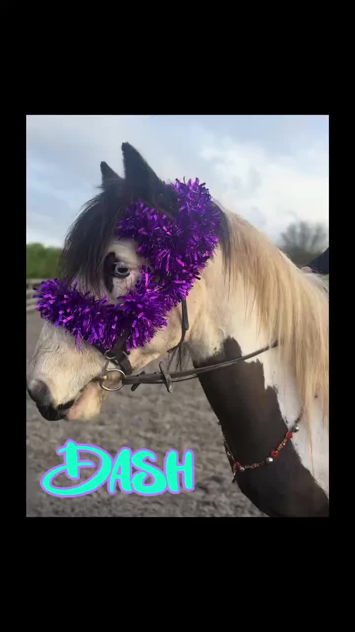 Irish Cob horses for sale: 13.1h Gypsie Cob gelding. - Video 1