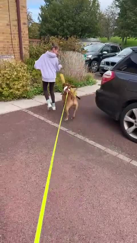 Mixed Breed dogs for sale: Urgent Home needed for Duke - Video 1