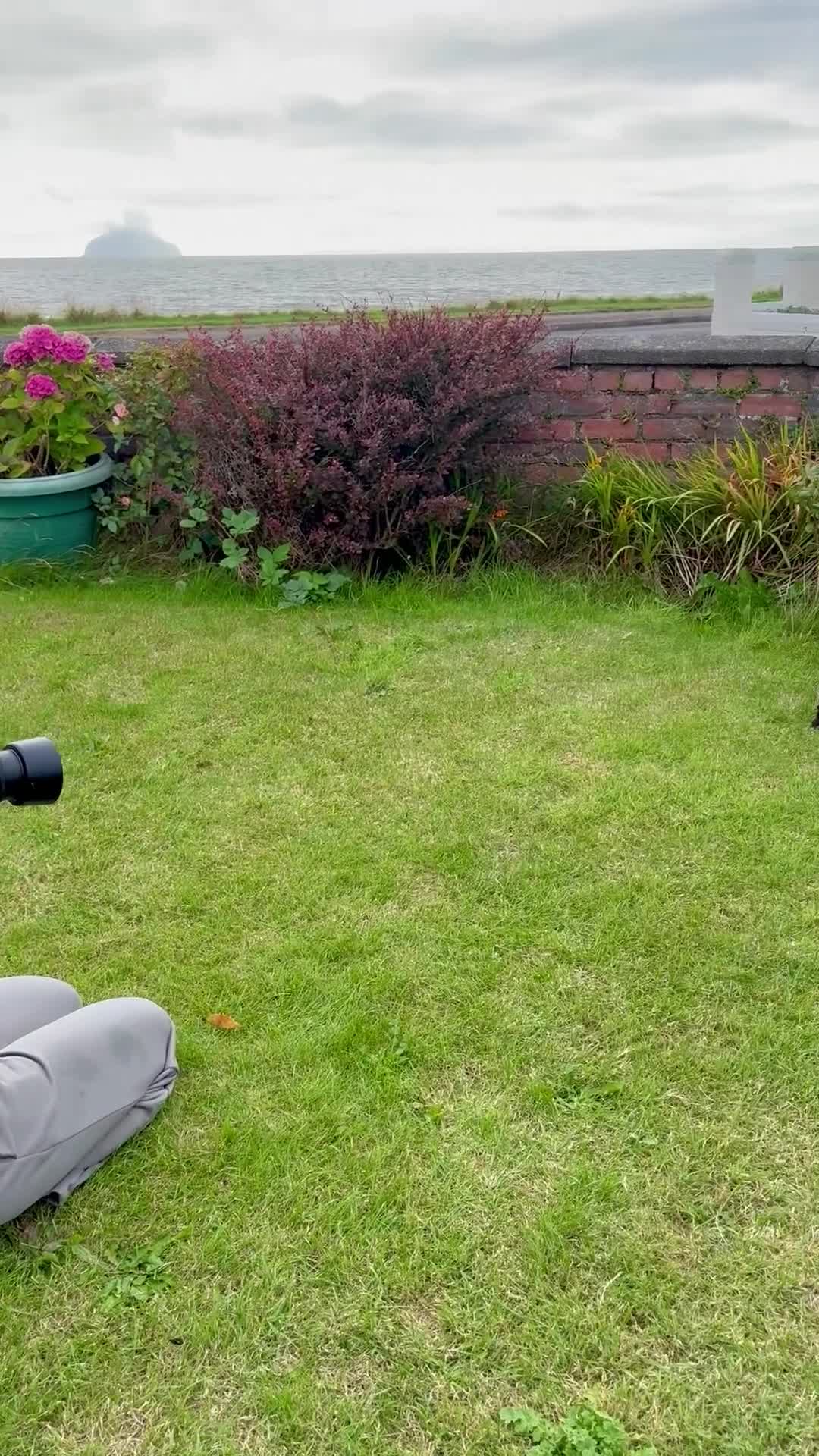 Spanish Water Dog dogs for sale: KC Spanish Water Dog Pups-Coastal Raised with ENS  - Video 1