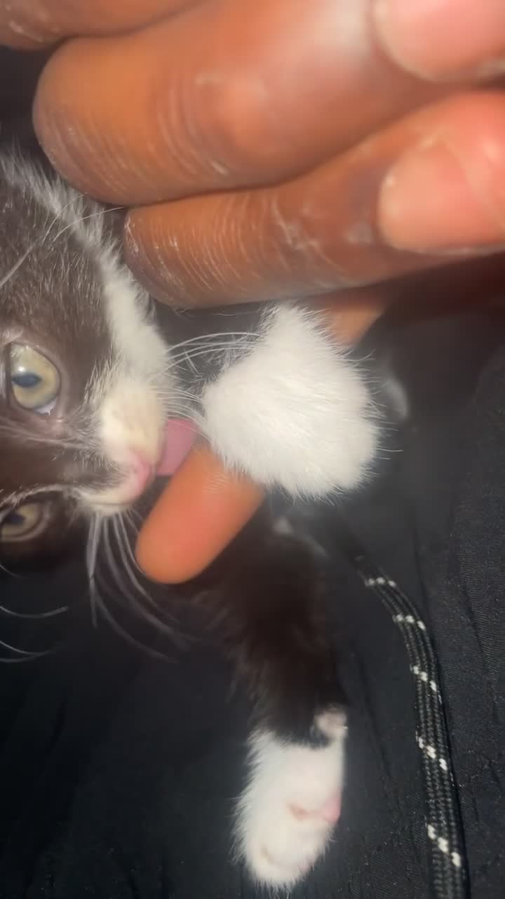 Ocicat cats for sale: A friends cat  in Walsall - Video 1