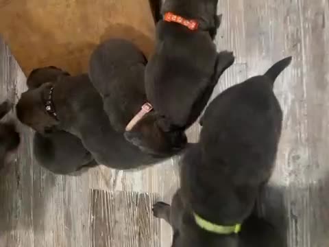 German Longhaired Pointer dogs for sale: Blue long hair German Shepard - Video 1