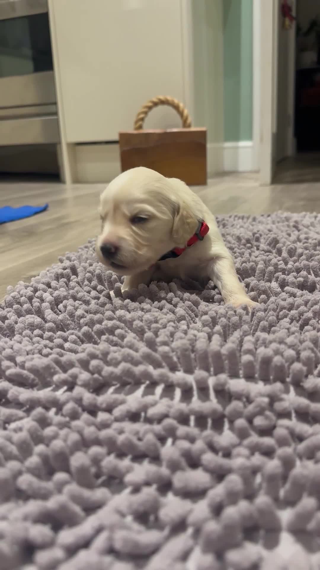 Mixed Breed dogs for sale: Golden Cocker Retriever Puppies  - Video 1