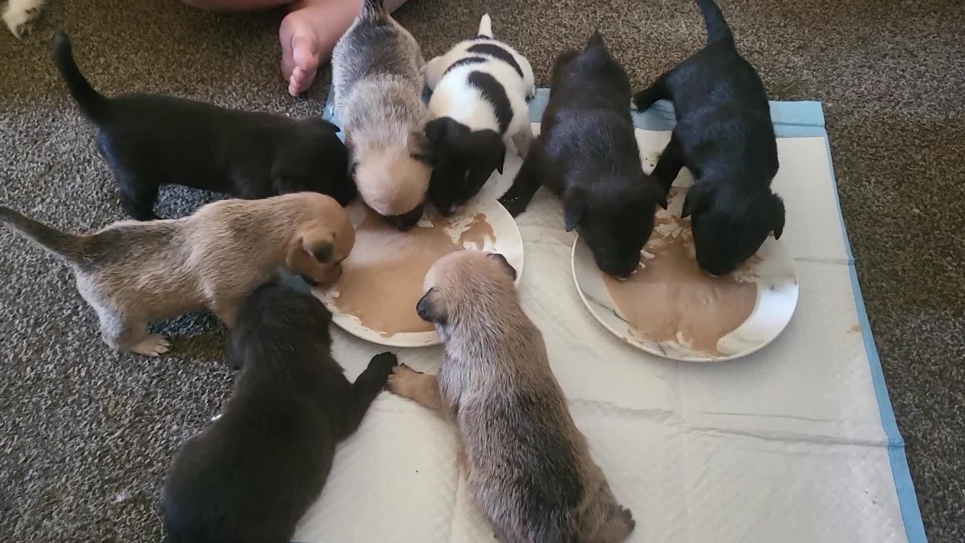 Mixed Breed dogs for sale: 🐾 Adorable Jackaranian Puppies  🐾 - Video 4