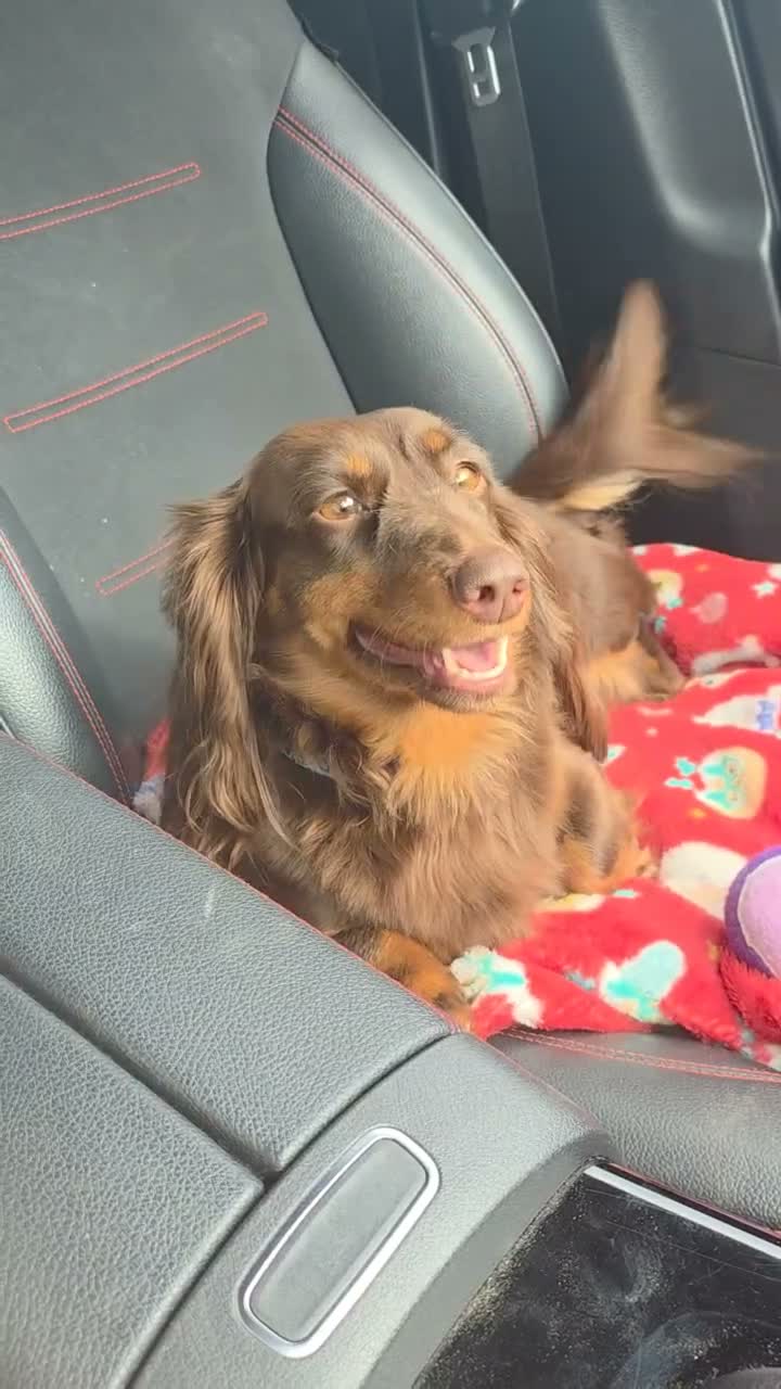Dachshund dogs for sale: Twiggy in Wallasey - Video 1