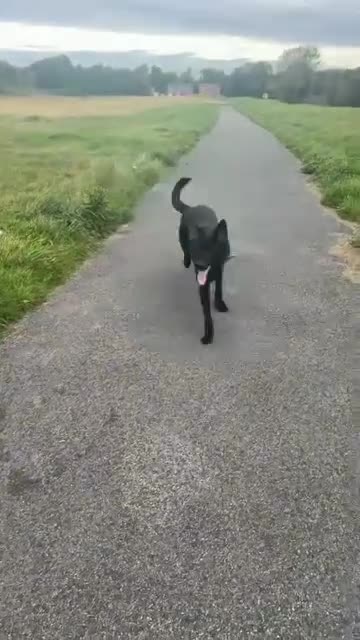 German Shepherd dogs for sale: Girl German shepherd luna - Video 4
