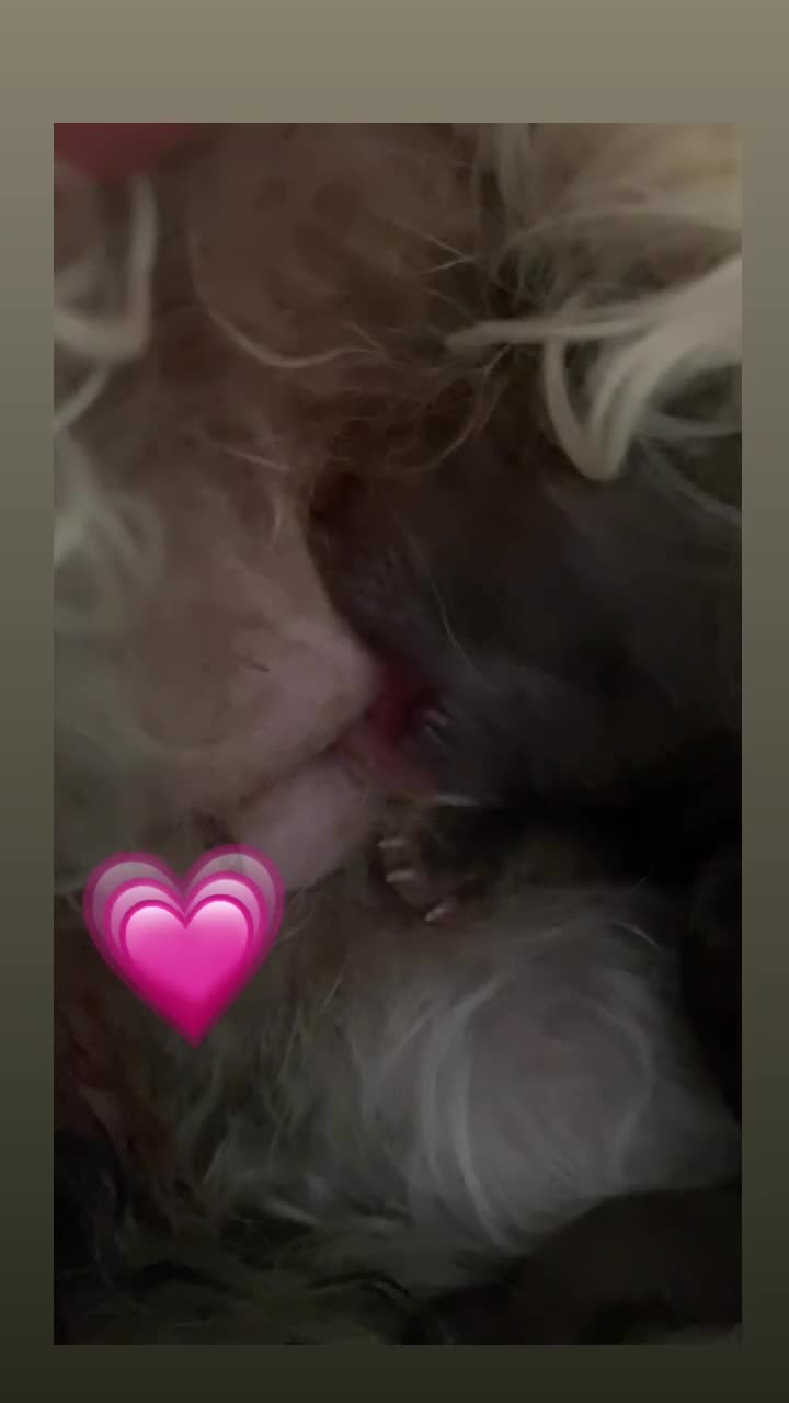 Cavapoo dogs for sale: Beautiful F1b Cavapoo girl  - Video 1