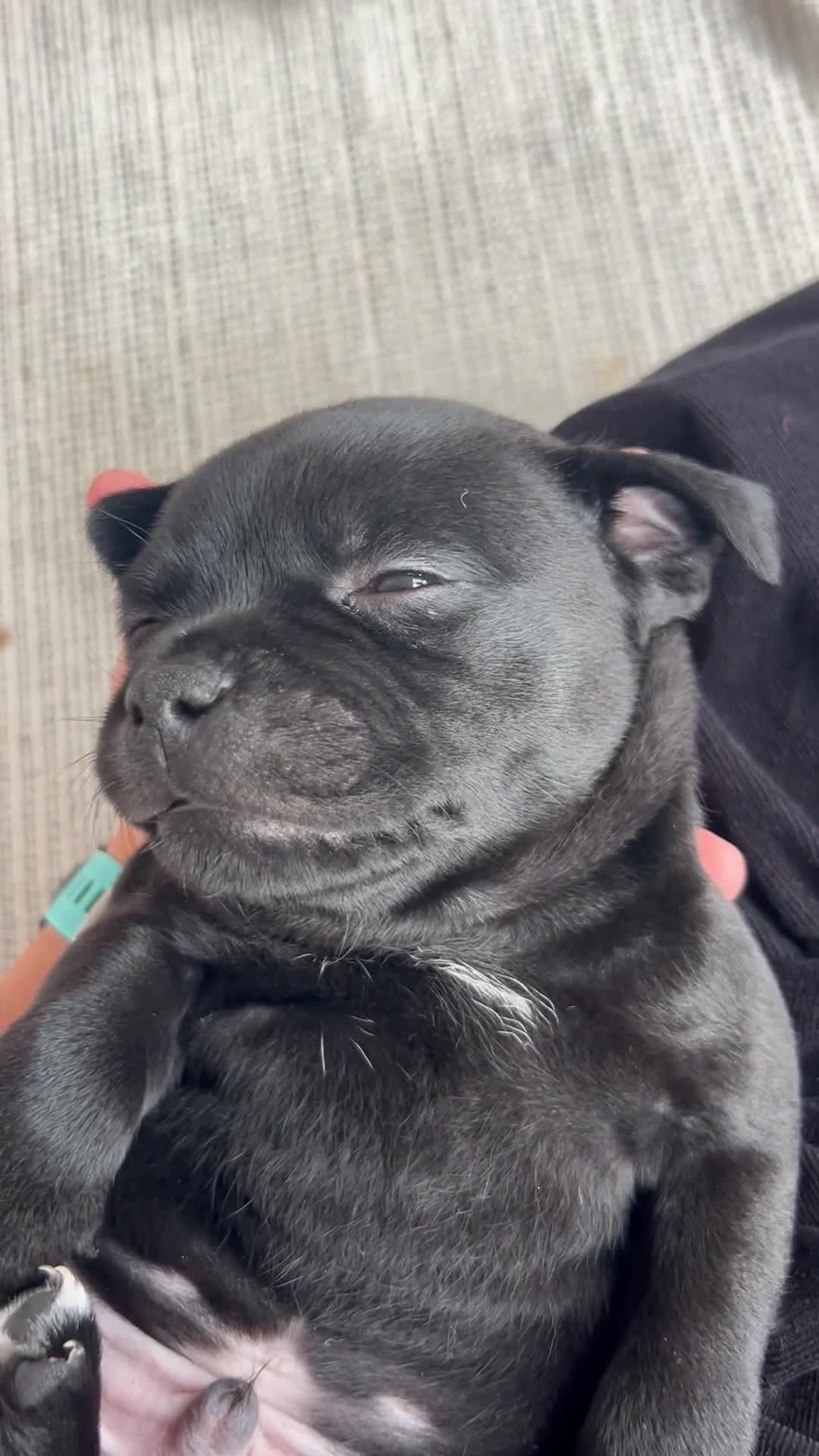 Staffordshire Bull Terrier dogs for sale: Gorgeous Black Boy available from this litter!  - Video 1