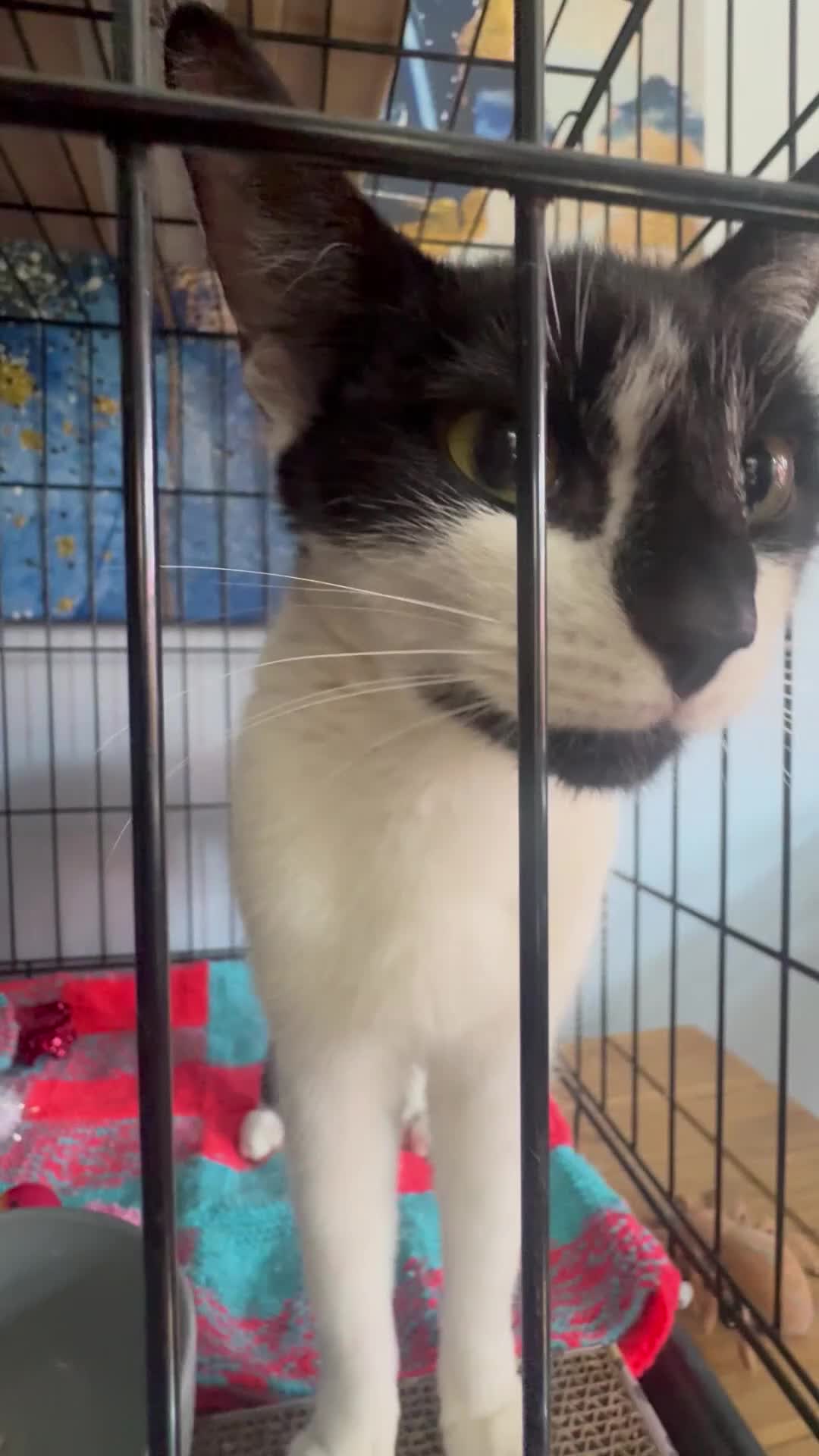 Domestic Shorthair cats for adoption: Friendly Tipsy - Adopt from Cats in Crisis EastLdn - Video 1